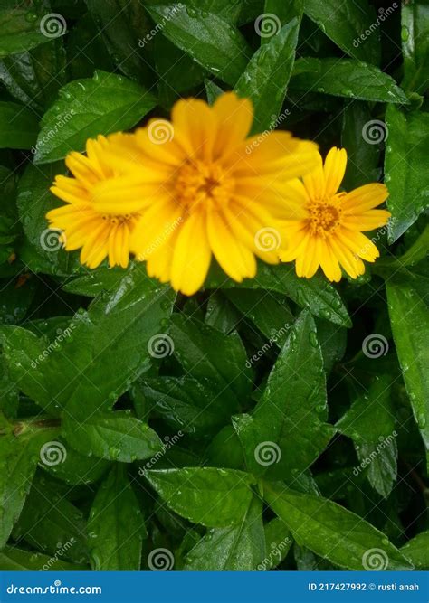 The Three Little Yellow Flowers That Bloomed Among The Deep Green