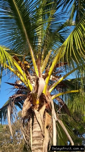 Dwarf Coconut Cocos Nucifera