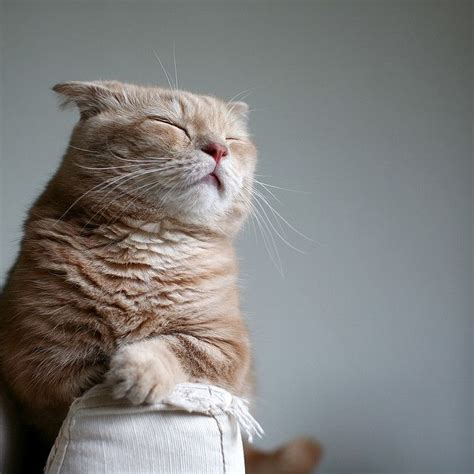 Meditating Cat Kitty Love Pinterest