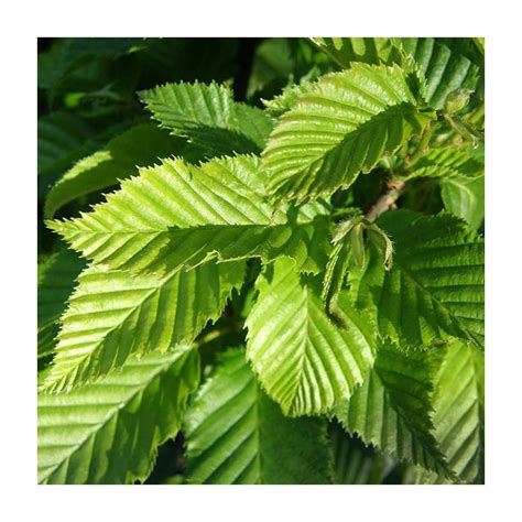 Carpinus Betulus Columnaris Nana Zone Plants Forestfarm