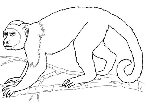 Capuchin Monkey Coloring Page Colouringpages