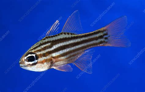 Ochre Striped Cardinalfish Stock Image C0243181 Science Photo
