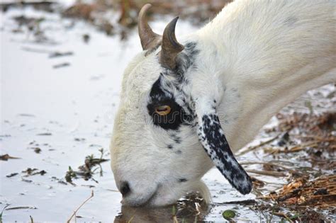 Goat Drinks Water On The Farm Stock Image Image Of Face Countryside