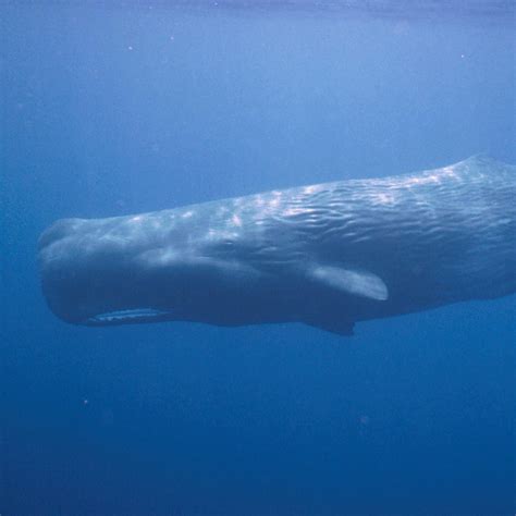 Pic Sperm Whale Sex Archive