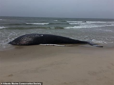 37 Foot Long Female Humpback Whale Washes Up Dead On Long Island Beach