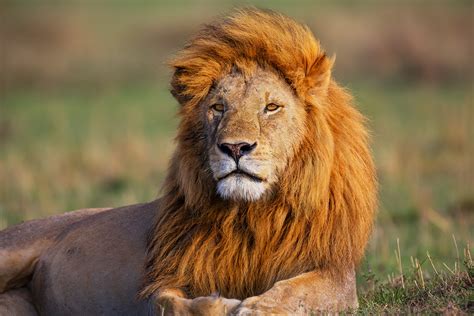Lions In East Africa African Wildlife Photography