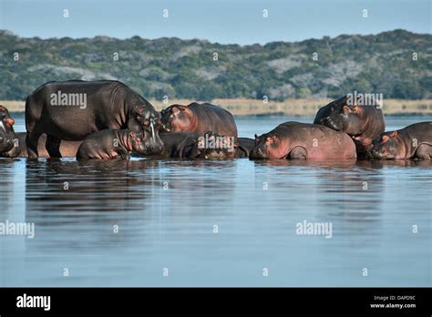 Familia De Hipopótamos En El Lago Xingute La Reserva Especial De