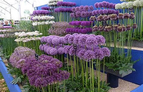How To Grow Alliums Ornamental Flowering Onions