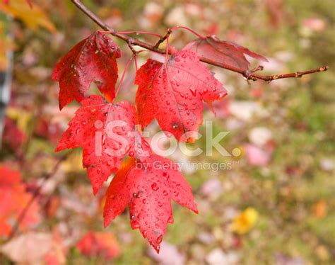 Red Fall Maple Leaves Stock Photo Royalty Free Freeimages