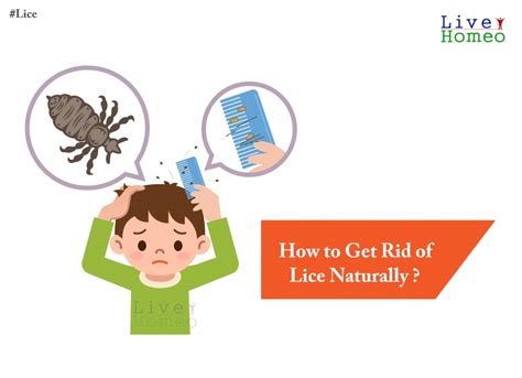 How To Get Rid Of Lice Naturally Live Homeo