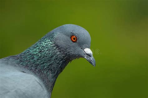 Indian Pigeon Or Rock Dove The Rock Dove Rock Pigeon Or Common