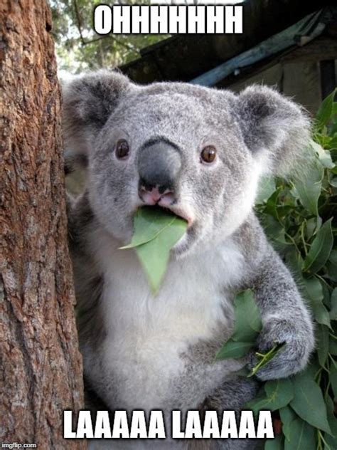 Surprised Koala Meme Imgflip