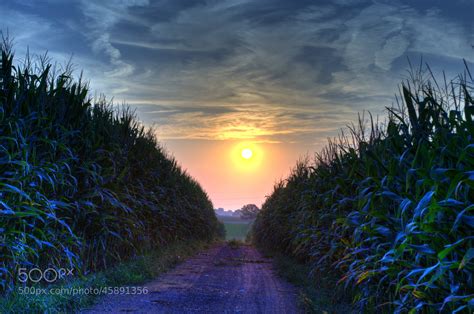 Photograph Farm Road Through Corn At Sunset By Seth Dochter On 500px