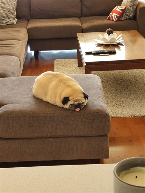 Pug Loaf Pugs That Look Like Loaves Of Bread Bored Stupid