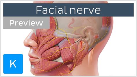 Facial Nerve Branches And Course Preview Human Neuroanatomy