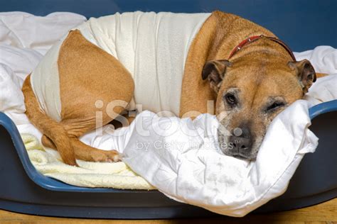 Sick Dog Stock Photo Royalty Free Freeimages