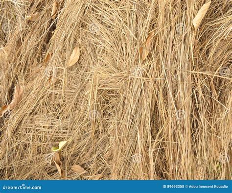 Straw Texture Stock Photo Image Of Wheat Grasses Straw 89693358