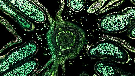 Green Biological Cells 4k Hd Trippy Wallpapers Hd Wallpapers Id 56319