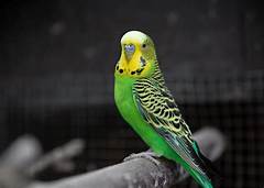 Midwest Funeral Home Fort Wayne