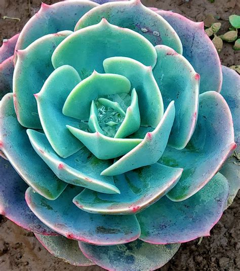 Succulent plants for home gardens, indoors and outdoors - Lifezshining