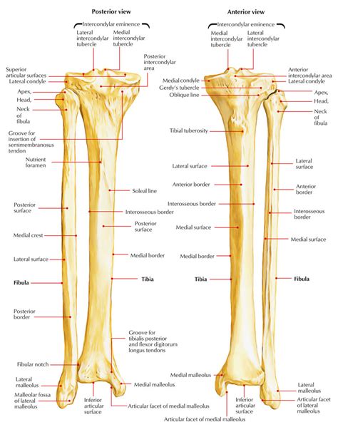 Diagram Tibia Fibula Bone Diagram Mydiagramonline