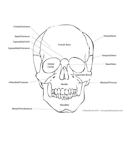 Paint Draw Paint With Ross Bowns Drawing Basics Anatomy Of The Skull