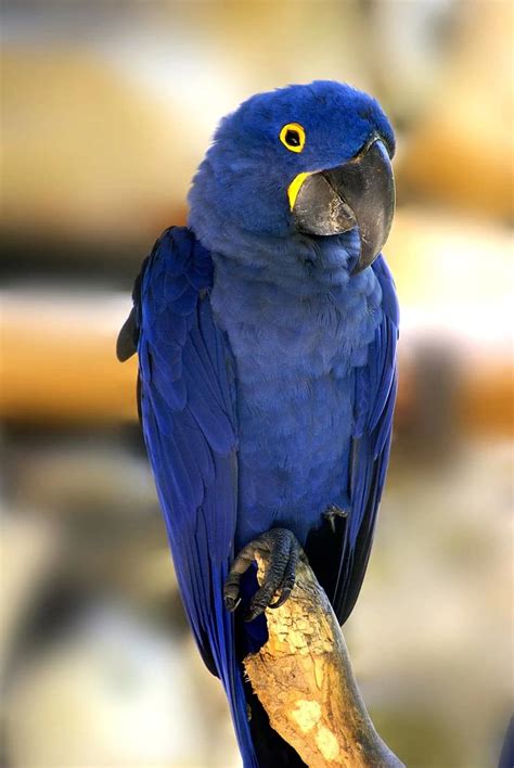 Blue Macaw Bird Tropical Birds Pikist