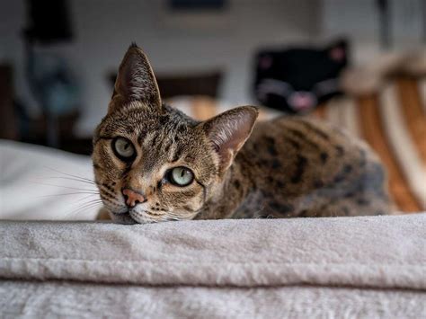 ashera cat cat breed guide spot®