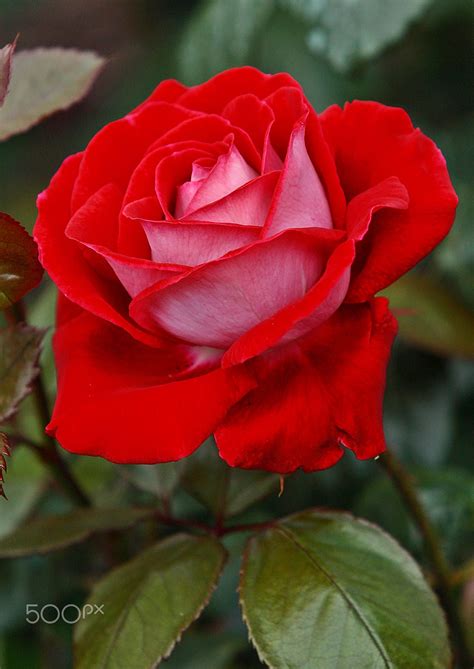 Beautiful Two Tone Red Rose Beautiful Rose Flowers Rose Buds Rose