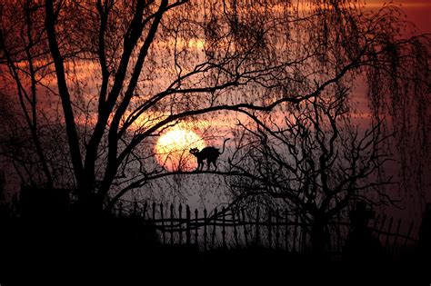Tree silhouette and halloween cat. Free Images : tree, branch, silhouette, outline, fence ...