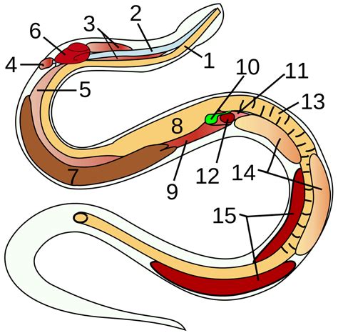 Anatomy And Physiology Of Snakes Scales Skeleton And Organs
