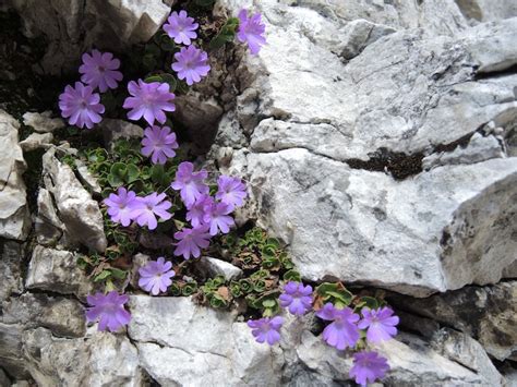 Wildflowers Of The Dolomites Part 2 Gardendrum