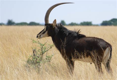 Sable Antelope Hippotragus Niger Adult Male Sandveld Flickr