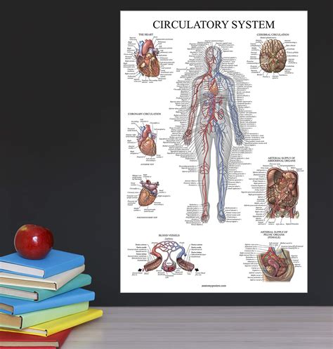 10 Pack Anatomy Posters Paper Not Laminated Muscular Skeletal