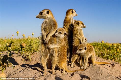 Greg Hartman Photographs Meerkats In Kalahari Desert Daily Mail Online