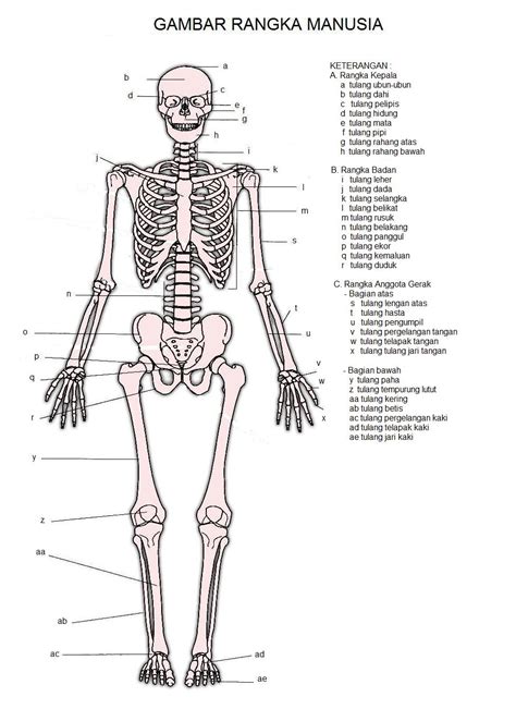 Tulang cancellous / tulang pulpa jenis tulang ini adalah bagian dalam tulang yang ringkas, seperti. Kusmandanu: Oktober 2011