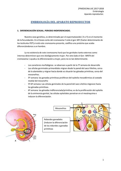 Lamina De Aparato Reproductor Femenino Y Masculino