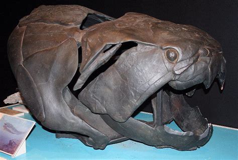 Dunkleosteus Facts And Figures
