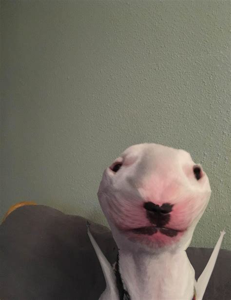 Walter Dog Facetime Meme