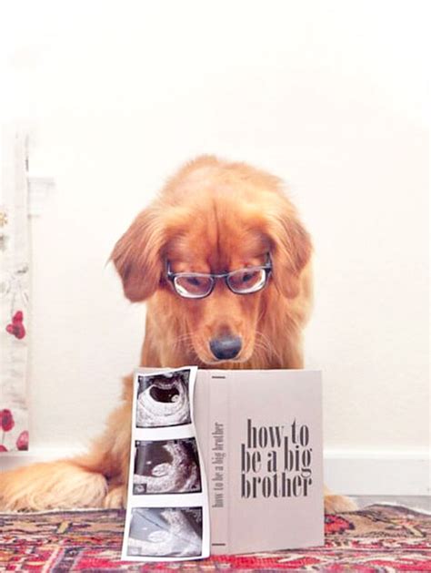 28 Best Dog Pregnancy Announcement Ideas Mums Grapevine