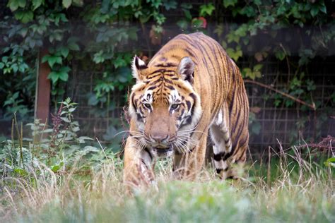 Siberian Tiger Walking Through The Undergrowth Stock Photo At