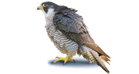 Peregrine Falcon Png Photo Png Mart