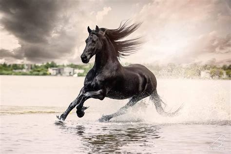 93 Horses And Freedom Horse Running Through The Water Horses