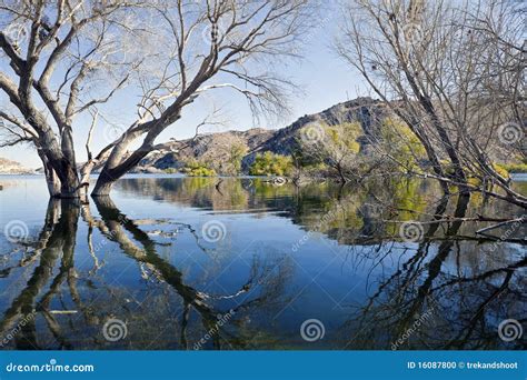 Cottonwoods In Water Stock Photo Image Of Lake Pond 16087800