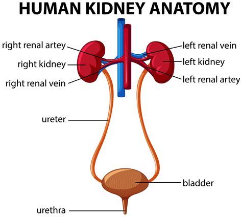 Label The Schematic Drawing Of A Kidney