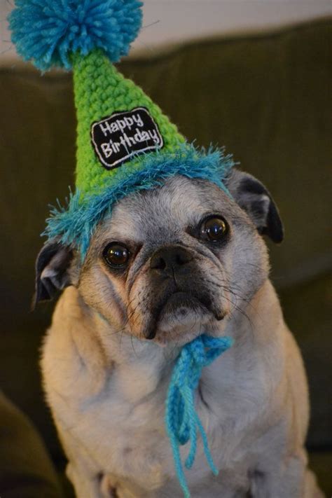 Crocheted Dog Or Cat Birthday Party Hats Pet Birthday Hats Cat