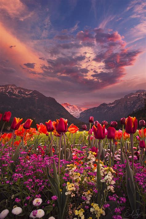 Tulip Valley Beautiful Nature Beautiful Landscapes Nature Photography