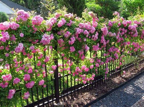 22 Rose Garden Fence Ideas Worth To Check Sharonsable