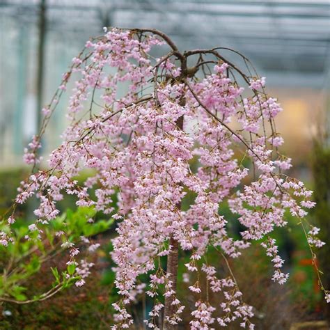 Pink Snow Showers™ Weeping Cherry Trees For Sale