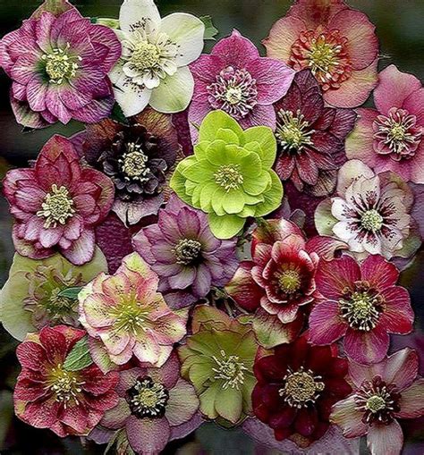 Expect to see bulb flowers such as scented. Hellebore-flowers-675x726 Top 10 Flowers That Bloom in ...
